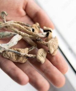 high quality albino amazoniam mushroom with distinctive white cap