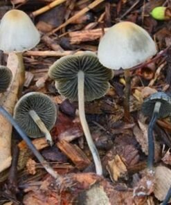 Blue meanies mushroom foe sale
