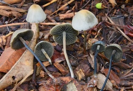 154158659901849616 Blue meanies mushroom foe sale