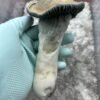 Close-up of mature Penis Envy Mushroom showing thick ,stout stem and small , dark caps