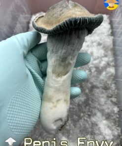 Close-up of mature Penis Envy Mushroom showing thick ,stout stem and small , dark caps