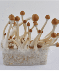 B+ Magic Mushroom Grow Kit – Premium Psilocybe Cubensis Cultivation Box