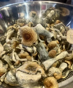 Cluster of matured golden teacher mushrooms with large , golden bronze caps and slender curved stems