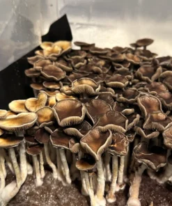 Cluster of mammoth mushrooms with large golden-brown caps and thick , white stems