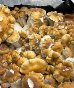 cluster of matured hillibily cubensis mushrooms with convex , caramel-to-rust colored caps and thick , pale stems showing blue bruising