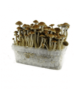 Freshness Mushrooms Grow Kit McKennaii – premium mushroom cultivation kit for sale