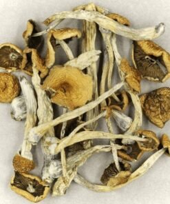 Cluster of matured mazatapec mushroom with with caramel-colored , bell-shaped caps and robust elongated stems
