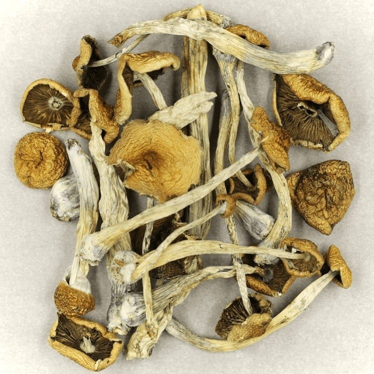 Mush-Mazatapec..17-05-21-1-1 Cluster of matured mazatapec mushroom with with caramel-colored , bell-shaped caps and robust elongated stems