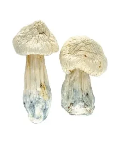 Albino-penis-envy