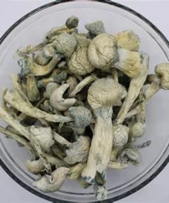 premium albino aromatic albino treasure coast mushroom