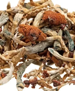 Close-upof dried magic mushroom showing characteristics of blue bruising from psilocybin