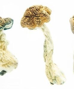 close-up of psilicybe cubensis of Texas Envy Penis showing their large , caramel-colored caps and characteristic white , fibrous stems