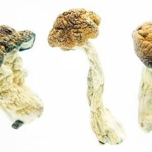 close-up of psilicybe cubensis of Texas Envy Penis showing their large , caramel-colored caps and characteristic white , fibrous stems