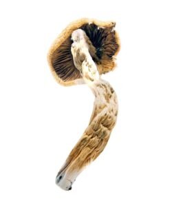 Super thai mushrooms fruiting from a colonized substrate , demonstrating their robust growth patter