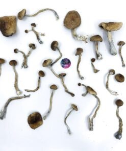 Shop Amazonian magic mushroom