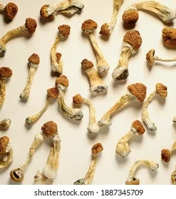 Dried wavy z mushroom with golden brown caps and white stems