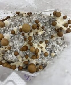 Grow kit for your home growm mushroom