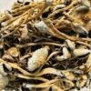 Cluster of golden-cap lizard king mushroom with thick stem