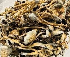 Cluster of golden-cap lizard king mushroom with thick stem
