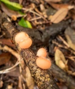 Microscopic view of arenal volcano mushroom