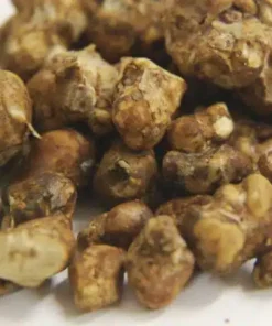 Magic Truffle Atlantis – premium Psilocybe truffles