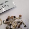 Dried Cambodian magic mushroom , showing their golden-brown cap and slender stems