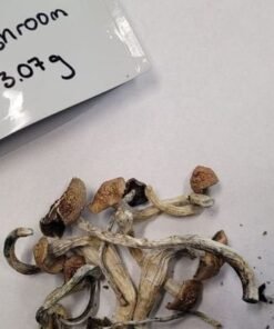 Dried Cambodian magic mushroom , showing their golden-brown cap and slender stems